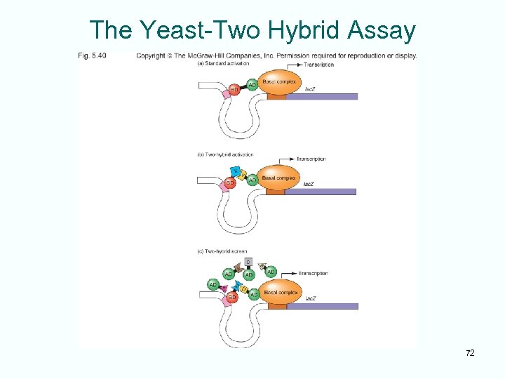 The Yeast-Two Hybrid Assay 72 