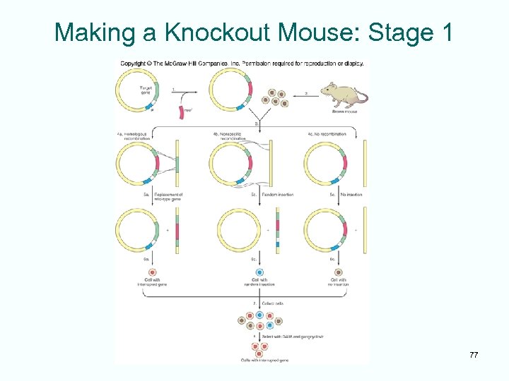 Making a Knockout Mouse: Stage 1 77 