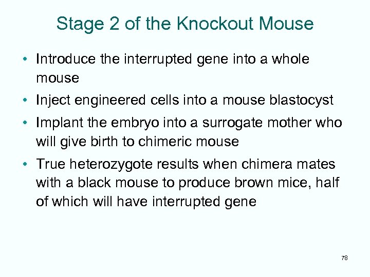 Stage 2 of the Knockout Mouse • Introduce the interrupted gene into a whole