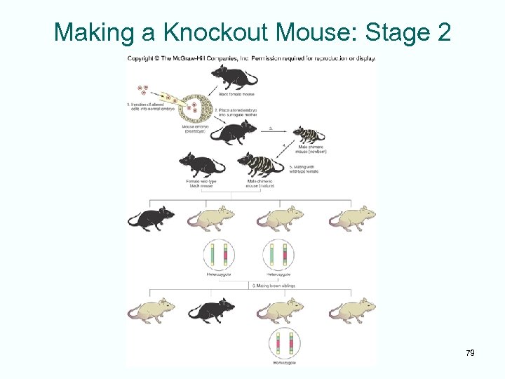 Making a Knockout Mouse: Stage 2 79 