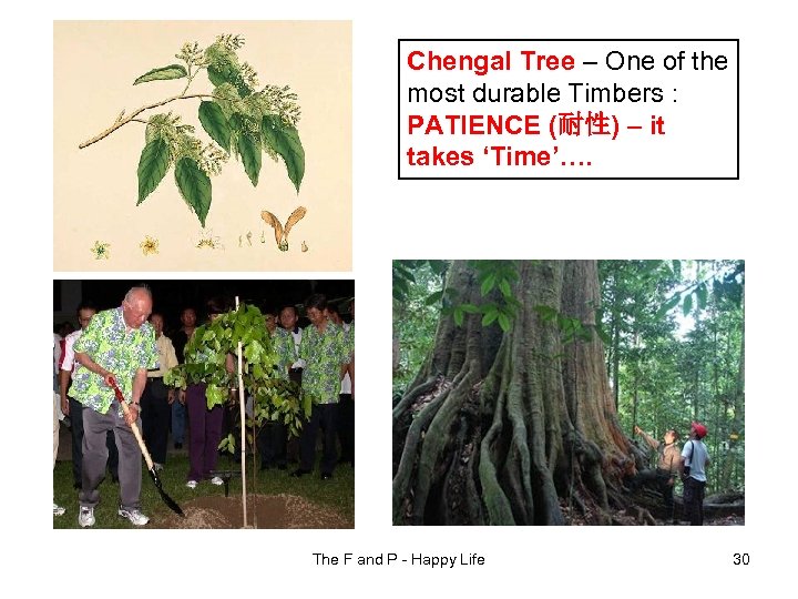 Chengal Tree – One of the most durable Timbers : PATIENCE (耐性) – it