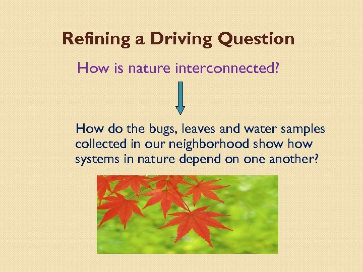 Refining a Driving Question How is nature interconnected? How do the bugs, leaves and