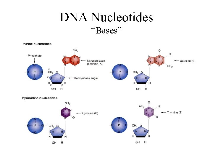 DNA Nucleotides “Bases” 