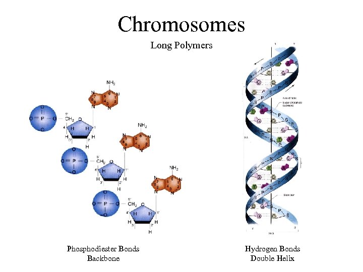 Chromosomes Long Polymers Phosphodiester Bonds Backbone Hydrogen Bonds Double Helix 