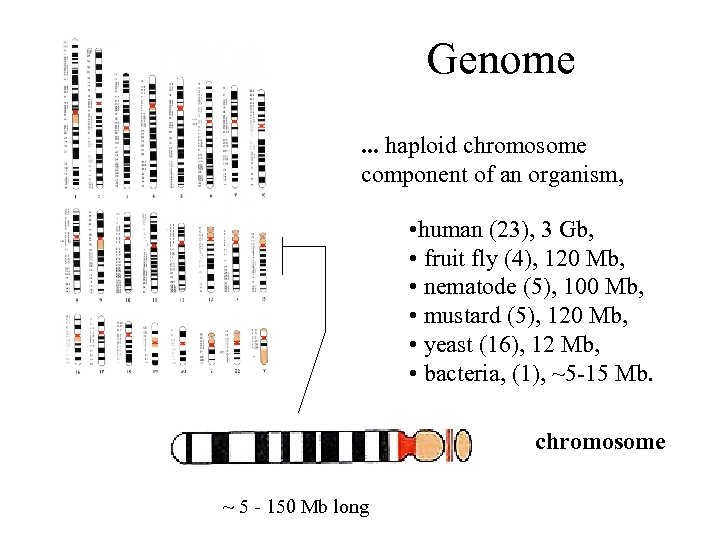 Genome. . . haploid chromosome component of an organism, • human (23), 3 Gb,