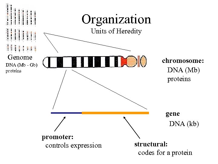 Organization Units of Heredity Genome chromosome: DNA (Mb) proteins DNA (Mb - Gb) proteins