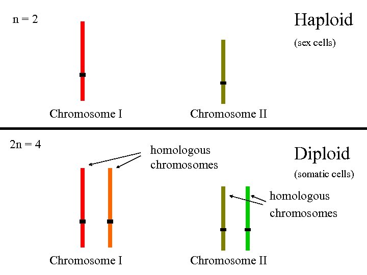 Haploid n=2 (sex cells) Chromosome I 2 n = 4 Chromosome II homologous chromosomes