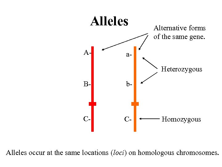 Alleles A- Alternative forms of the same gene. a. Heterozygous B- b- C- C-