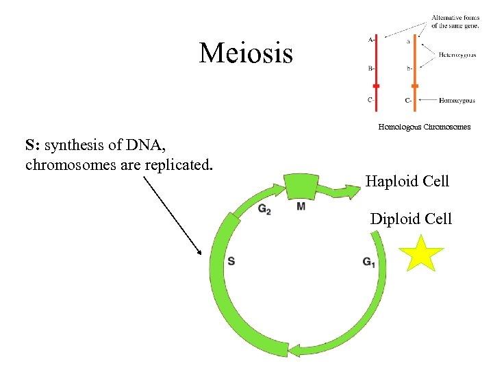 Meiosis Homologous Chromosomes S: synthesis of DNA, chromosomes are replicated. Haploid Cell Diploid Cell