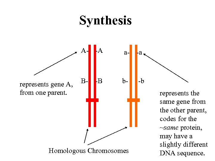 Synthesis A- -A represents gene A, from one parent. a- -a B- b- -B