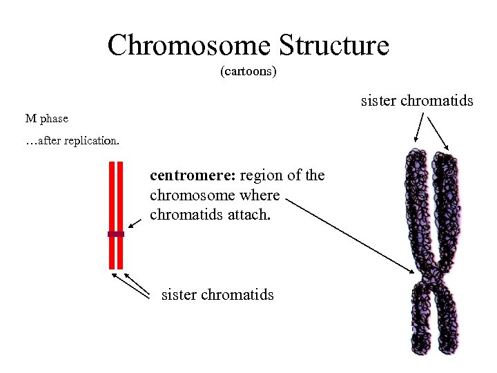 Chromosome Structure (cartoons) sister chromatids M phase …after replication. centromere: region of the chromosome