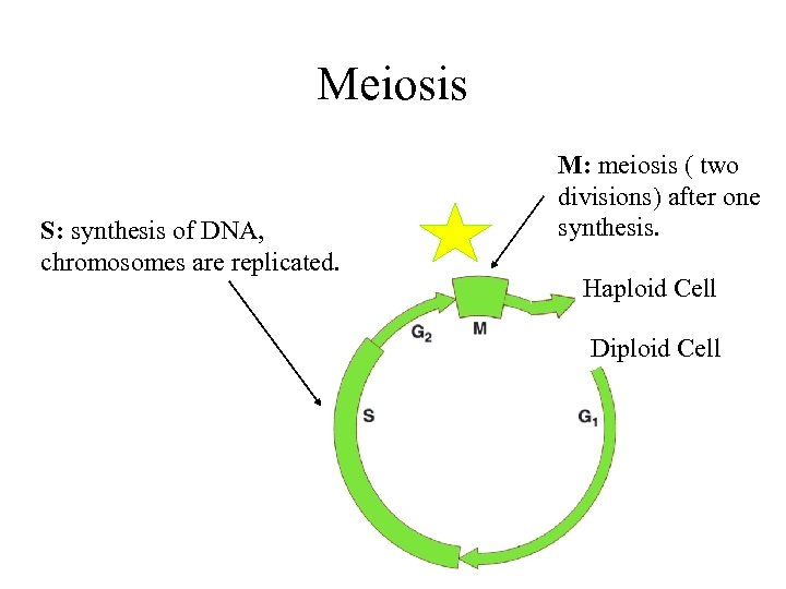 Meiosis S: synthesis of DNA, chromosomes are replicated. M: meiosis ( two divisions) after