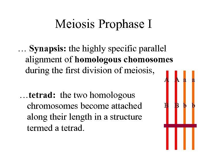 Meiosis Prophase I … Synapsis: the highly specific parallel alignment of homologous chomosomes during