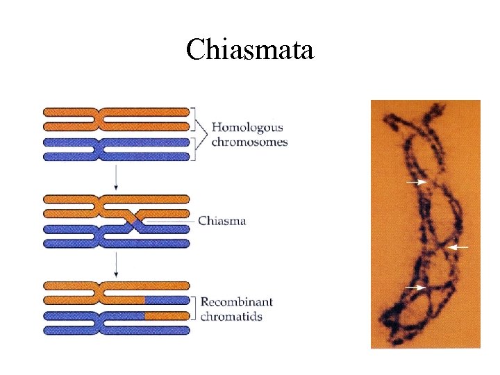 Chiasmata 