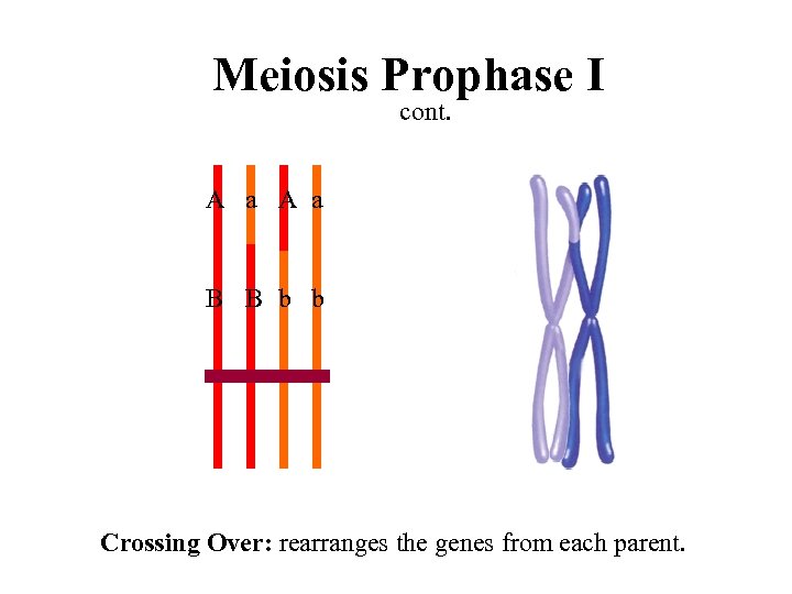 Meiosis Prophase I cont. A a B B b b Crossing Over: rearranges the