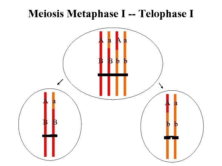 Meiosis Metaphase I -- Telophase I A a Aa B B b b A