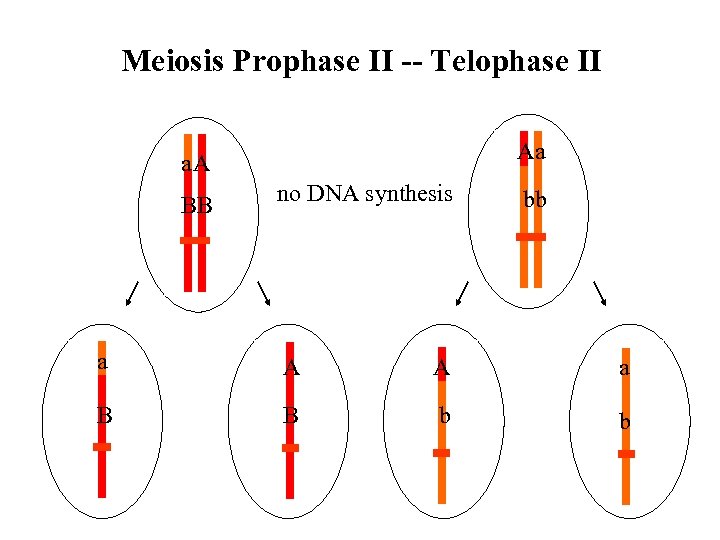 Meiosis Prophase II -- Telophase II Aa a. A BB no DNA synthesis bb