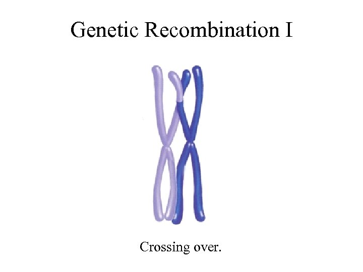 Genetic Recombination I Crossing over. 