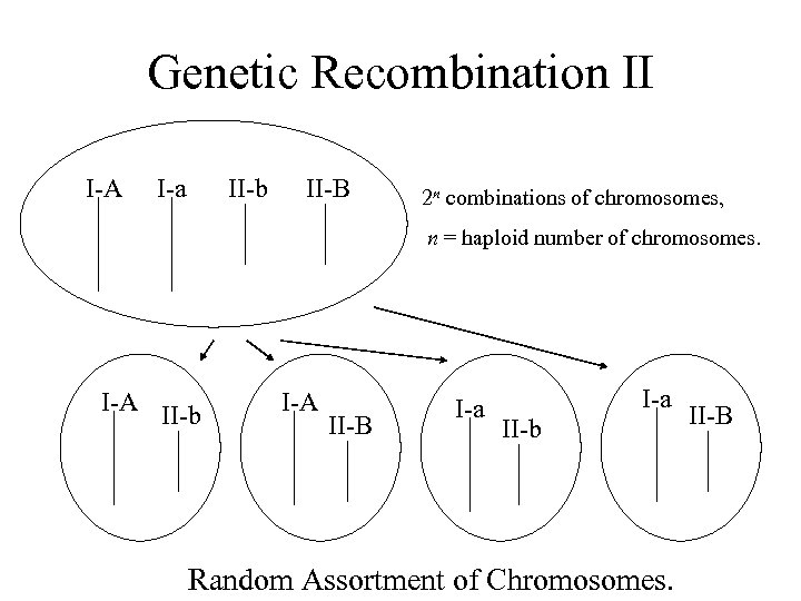 Genetic Recombination II I-A I-a II-b II-B 2 n combinations of chromosomes, n =