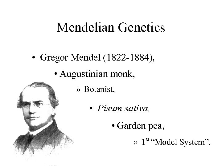 Mendelian Genetics • Gregor Mendel (1822 -1884), • Augustinian monk, » Botanist, • Pisum