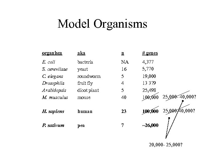 Model Organisms organism aka n # genes E. coli S. cereviisae C. elegans Drosophila