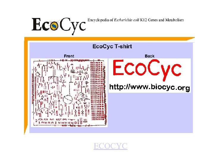 General Cell Function ECOCYC 