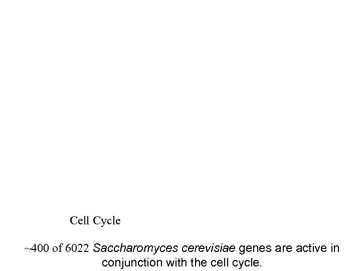 Cell Cycle ~400 of 6022 Saccharomyces cerevisiae genes are active in conjunction with the