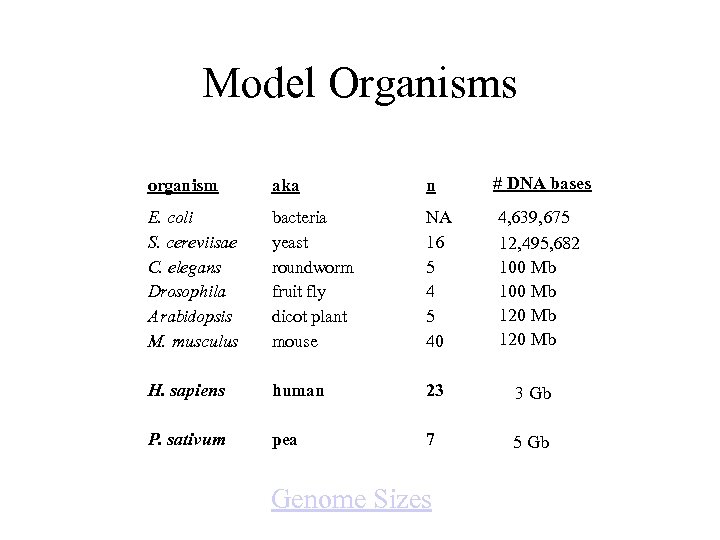 Model Organisms organism aka n # DNA bases E. coli S. cereviisae C. elegans