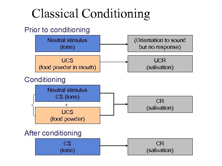 Classical Conditioning Prior to conditioning Neutral stimulus (tone) (Orientation to sound but no response)