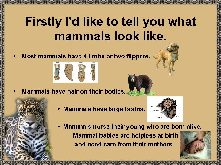 Firstly I’d like to tell you what mammals look like. • Most mammals have