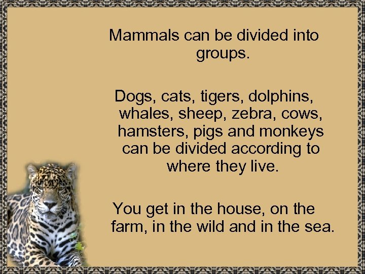 Mammals can be divided into groups. Dogs, cats, tigers, dolphins, whales, sheep, zebra, cows,