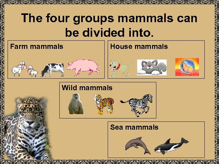 The four groups mammals can be divided into. Farm mammals House mammals Wild mammals