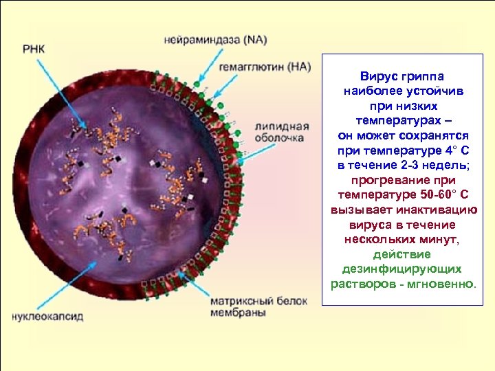 Вирус гриппа наиболее устойчив при низких температурах – он может сохранятся при температуре 4°