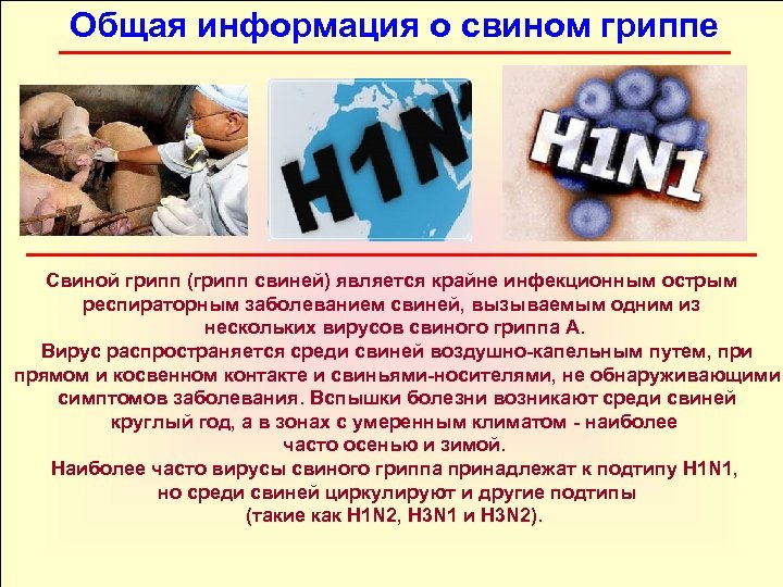 Общая информация о свином гриппе Свиной грипп (грипп свиней) является крайне инфекционным острым респираторным