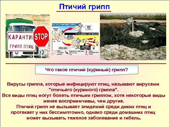 Птичий грипп Что такое птичий (куриный) грипп? Вирусы гриппа, которые инфицируют птиц, называют вирусами