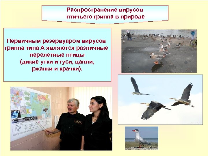 Распространение вирусов птичьего гриппа в природе Первичным резервуаром вирусов гриппа типа А являются различные