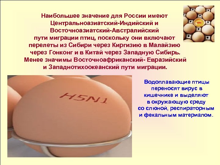 Наибольшее значение для России имеют Центральноазиатский Индийский и Восточноазиатский Австралийский пути миграции птиц, поскольку