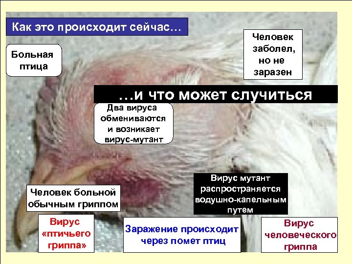 Как это происходит сейчас… Человек заболел, но не заразен Больная птица …и что может