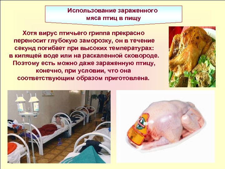 Использование зараженного мяса птиц в пищу Хотя вирус птичьего гриппа прекрасно переносит глубокую заморозку,