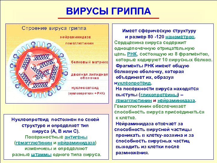 ВИРУСЫ ГРИППА Нуклеопротеид постоянен по своей структуре и определяет тип вируса (А, В или