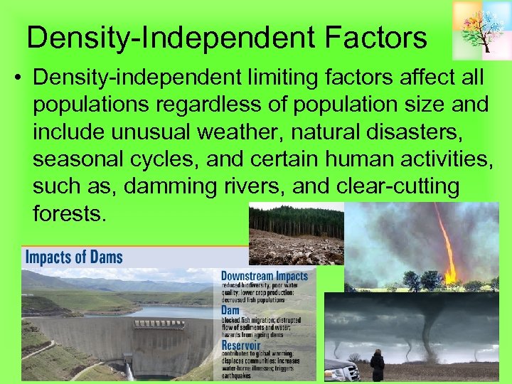 Density-Independent Factors • Density-independent limiting factors affect all populations regardless of population size and