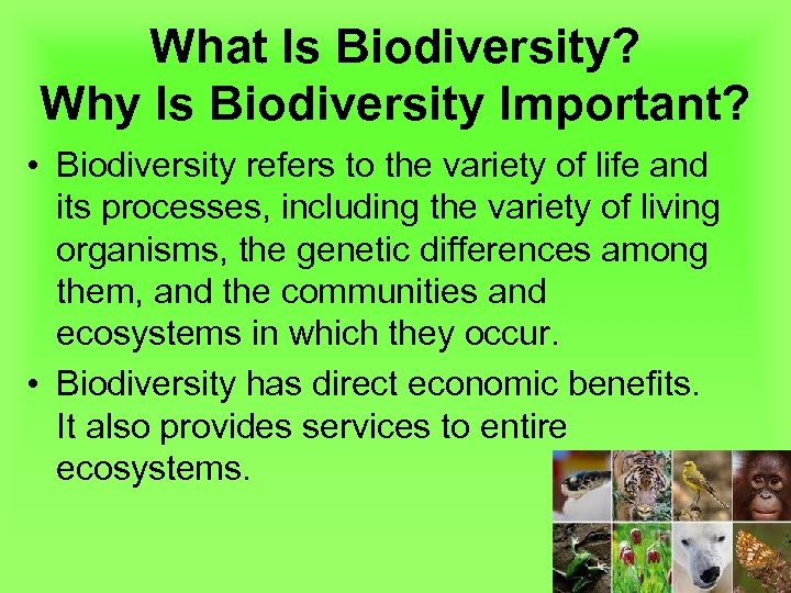 What Is Biodiversity? Why Is Biodiversity Important? • Biodiversity refers to the variety of