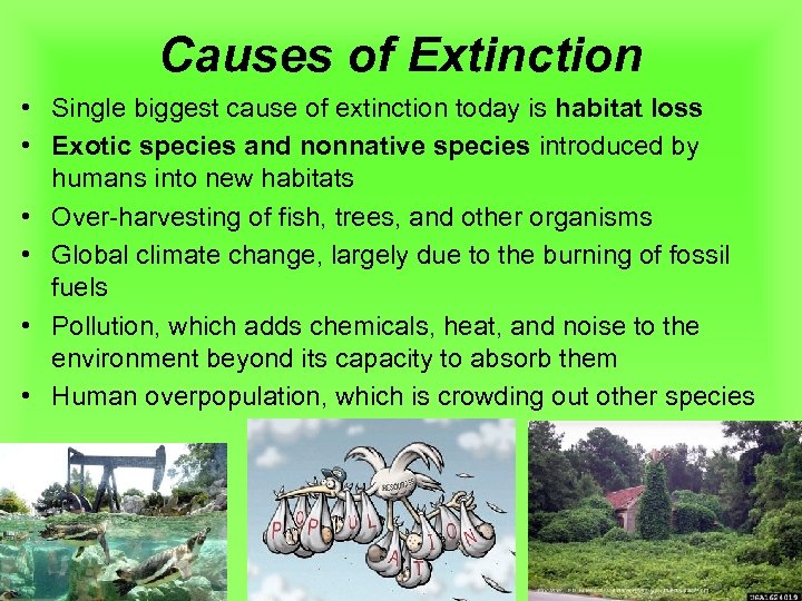 Causes of Extinction • Single biggest cause of extinction today is habitat loss •