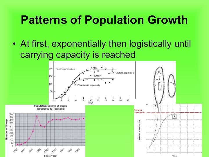 Patterns of Population Growth • At first, exponentially then logistically until carrying capacity is