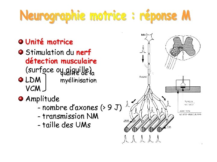 Unité motrice Stimulation du nerf détection musculaire (surface ou aiguille) qualité de la LDM
