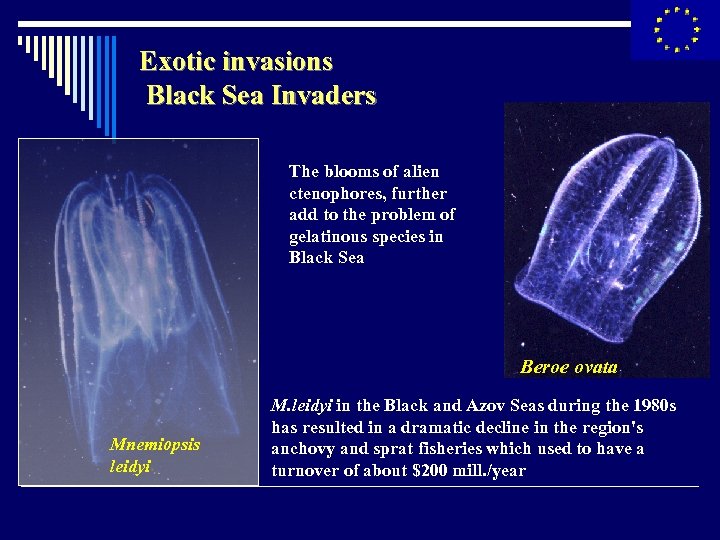 Exotic invasions Black Sea Invaders The blooms of alien ctenophores, further add to the