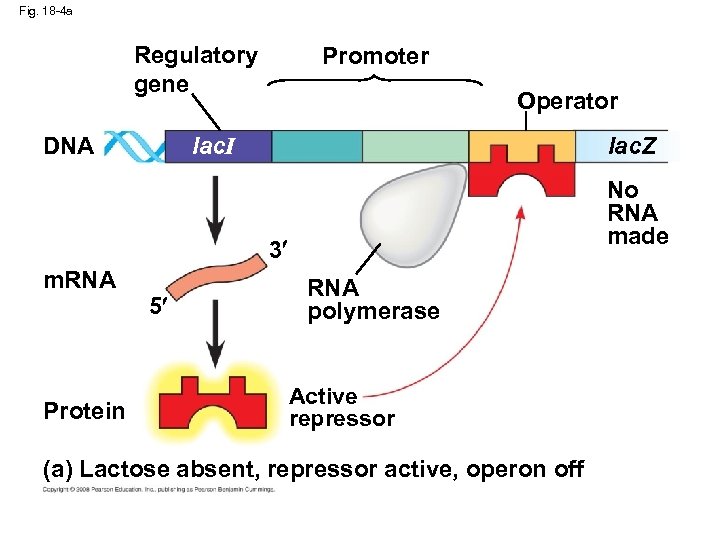Fig. 18 -4 a Regulatory gene Promoter Operator lac. I DNA lac. Z No