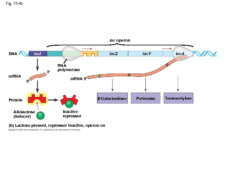 Fig. 18 -4 b lac operon lac. Z lac. Y -Galactosidase Permease lac. I