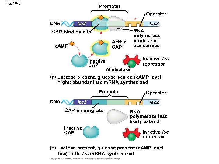Fig. 18 -5 Promoter Operator DNA lac. I lac. Z RNA polymerase binds and