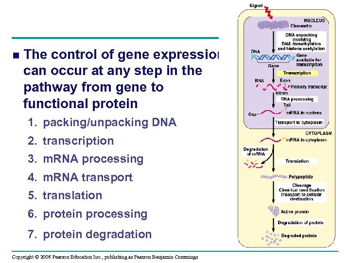  The control of gene expression can occur at any step in the pathway